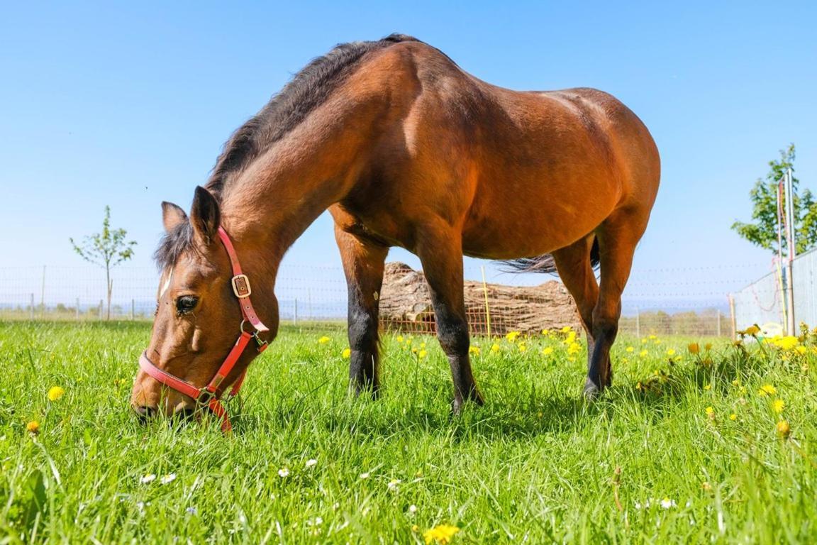Hof-Tschannen Lengwil Exteriör bild