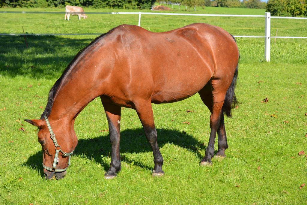 Hof-Tschannen Lengwil Exteriör bild
